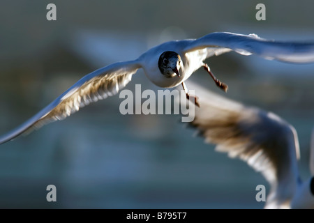 Black Head Seagull in Flight Stock Photo