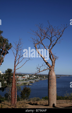 Boab tree in Kings Park, Perth, Western Australia Stock Photo