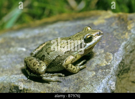 Western/Striped Chorus Frog - FrogWatch