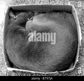 Cat sleeping in a Box Stock Photo