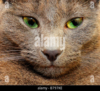 Russian Blue Cat Portrait Stock Photo