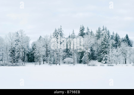 Snow covered trees line Mill Lake in Abbotsford BC Canada Stock Photo