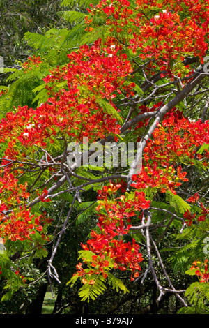 Flamboyant (Delonix regia) Stock Photo