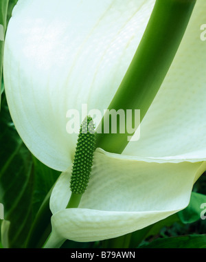 Lysichiton camtschatcensis or Asian Skunk Cabbage showing enveloping spathe and inflorescene Stock Photo
