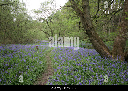 Path through bluebell wood in springtime showing carpets of bluebells Stock Photo