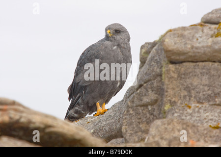 Red Backed or variable Hawk Pebble Island Falklands