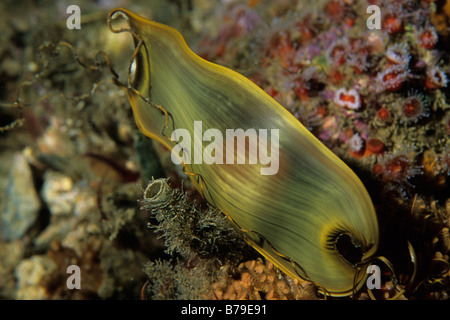 Cephaloscyllium ventriosum, Swell shark egg case Stock Photo - Alamy