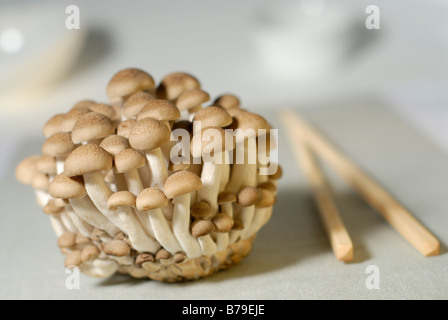 Buna Shimeji Mushrooms also known as 'brown beech mushrooms' Stock Photo