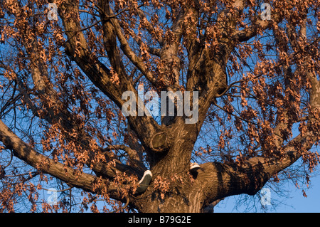 New York NY 28 December 2008 Old sneakers hang from an old tree in Fort Washington Park Stock Photo