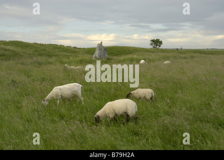 Three sheep grazing in a lush grass field in the cotswolds Stock Photo ...