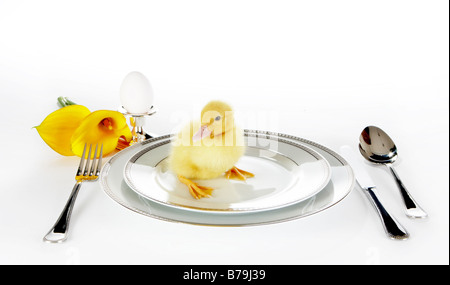 4 days old easter duckling on a breakfast table Stock Photo