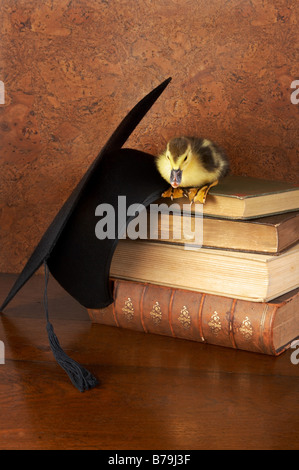 4 days old easter duckling on a stack of books Stock Photo