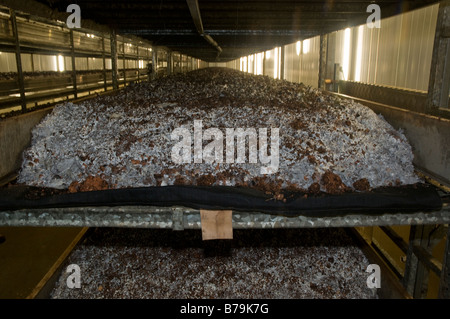 shelves of organic compost are kept under controlled environmental conditions for intensive mushroom farming Stock Photo