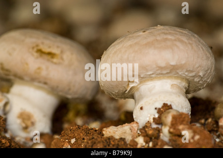 Agaricus Bisporus Portobello mushrooms Stock Photo