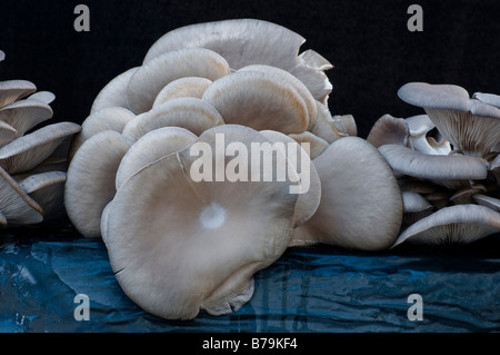Edible mushrooms (Pleurotus Ostreatus) grown in a a compost bag Stock Photo