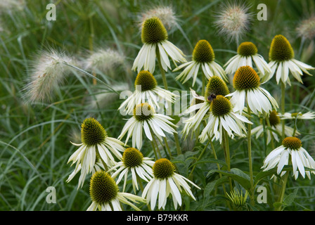 ECHINACEA PURPUREA WHITE SWAN BACKED BY PENNISETUM VILLOSUM CREAM FALLS Stock Photo