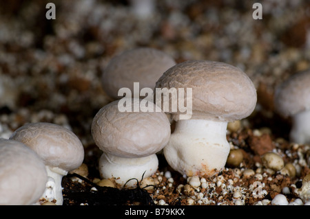 Agaricus Bisporus portobello mushrooms Stock Photo