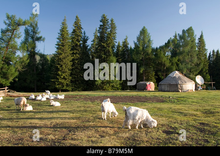 A Mongolian yurt encampment and grazing sheep at the pasture in Kanas in Xinjiang in China. Stock Photo