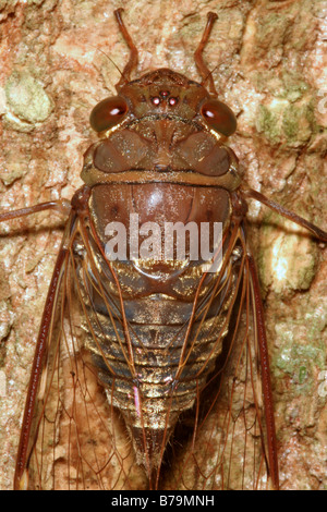Closeup on a cicada Stock Photo