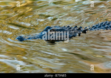Wild unrestrained American Alligator Alligator mississippiensis in the Big Cypress National Preserve in the Florida Everglades Stock Photo