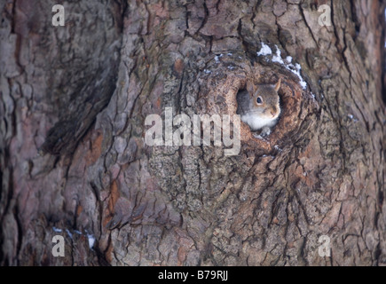 Grey Squirrel inside hole in tree trunk in Public Garden, Boston, Massachusetts Stock Photo