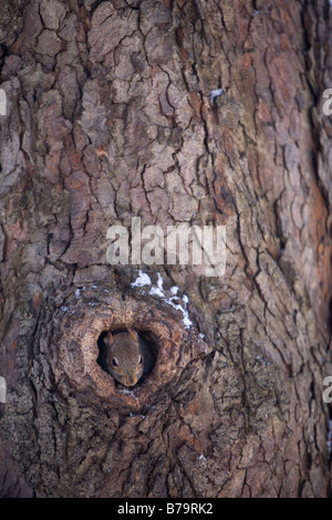 Grey Squirrel inside hole in tree trunk in Public Garden, Boston, Massachusetts Stock Photo