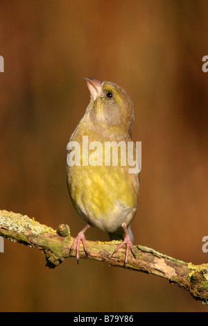 greenfinch carduelis chloris perched on branch Stock Photo