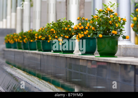 Orange trees decorating a building in Hong Kong Stock Photo