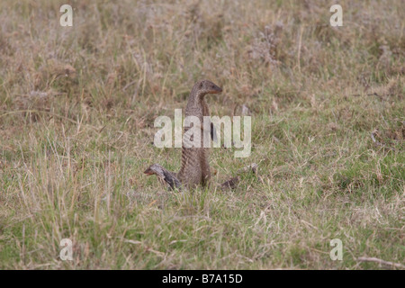 Banded mongoose Mungos mungo on open savannah North Mara Reserve Kenya Stock Photo