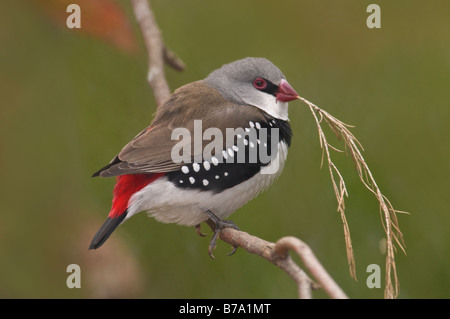 The Diamond Firetail male 'Stagonopleura guttata' Stock Photo