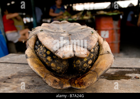 Yellow-footed tortoise for sale Bellavista, Nanay market Iquitos Peruvian Amazon Peru Stock Photo