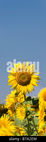 Sunflowers in an Indian field. Grown or the seed crop. Andhra Pradesh, India. Panoramic Stock Photo