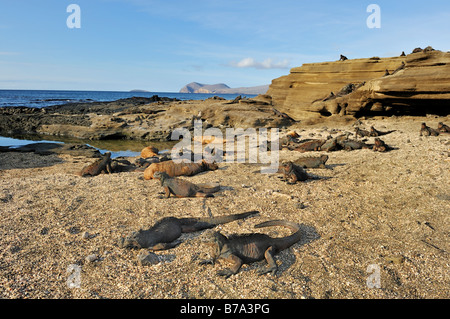 Puerto Egas Bay with Marine Iguanas (Amblyrhynchus cristatus) at front, Santiago Island, Galapagos Islands, Ecuador, South Amer Stock Photo