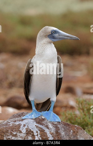 Blue-footed Bobby (Sula nebouxii), Seymour Norte Island, Galapagos Islands, Ecuador, South America Stock Photo