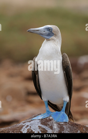 Blue-footed Bobby (Sula nebouxii), Seymour Norte Island, Galapagos Islands, Ecuador, South America Stock Photo