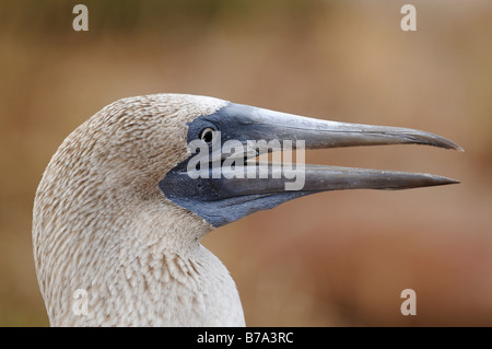 Blue-footed Bobby (Sula nebouxii), portrait, Seymour Norte Island, Galapagos Islands, Ecuador, South America Stock Photo