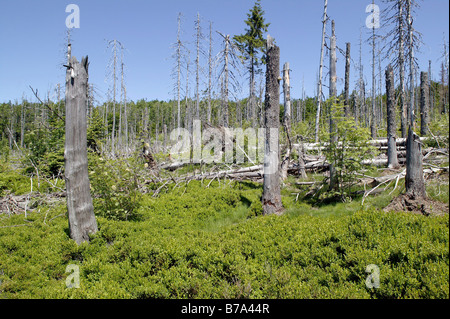 Conifer forest, dead spruces infested by bark beetles on Mt Lusen in the Bavarian Forest National Park near Spiegelau, Bavaria, Stock Photo