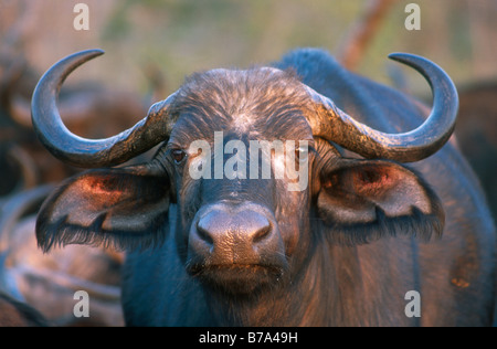 A portrait of a female Cape Buffalo in early morning light Stock Photo