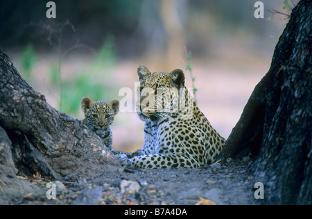 A leopard and cub lying between two inclined tree stems Okavango Delta ...