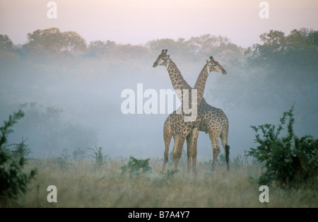 Giraffe pair standing together in wooded area in early morning mist Stock Photo