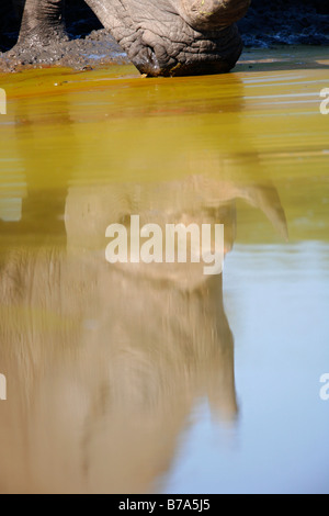 Portrait of a white rhino reflected in the water of a pan from which it is drinking Stock Photo
