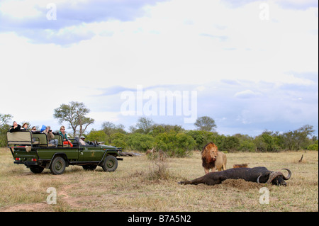 Tourists in an open game drive vehicle watch lions feeding on a buffalo kill Stock Photo