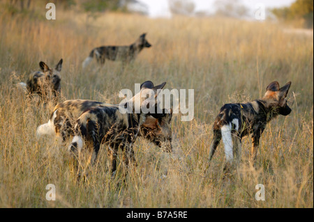 A pack of wild dogs milling around in long grass Stock Photo