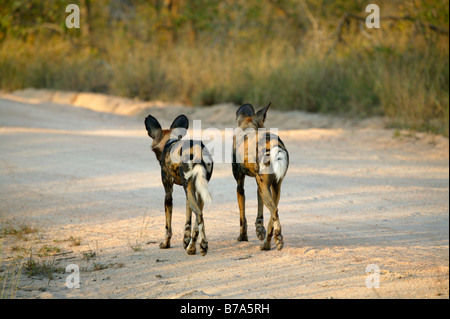 Two wild dogs pause walking away side by side Stock Photo