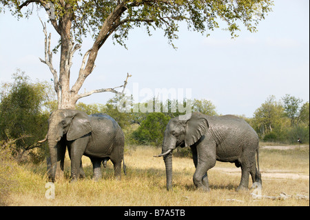 Two muddy elephants standing under a tree after having a good mud bath Stock Photo