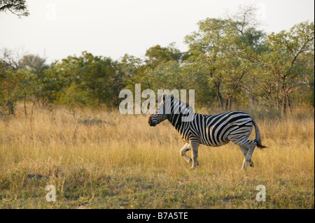 Side view of a Burchell's zebra running across a bushveld track Stock Photo