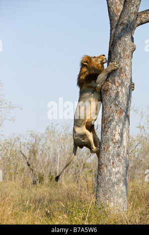 A male lion climbing a Marula tree to scavenge the remains of a leopard kill Stock Photo