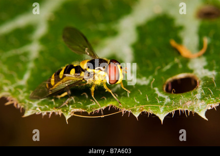 Yellow and black fly of the order Diptera of the family Syrphidae on a hairy leaf. Stock Photo