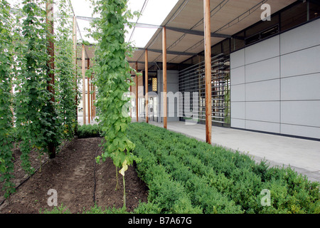 Hops, Deutsches Hopfenmuseum, German Hops Museum in Wolznach in der Hallertau, Bavaria, Germany, Europe Stock Photo