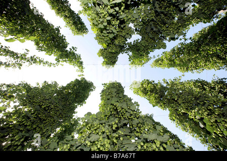 Hops garden near Wolznach in der Hallertau, Bavaria, Germany, Europe Stock Photo